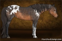 Horse Color:White Spotted Buckskin Varnish Rabicano