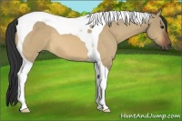 Horse Color:Brown Dun Tobiano