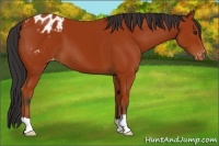 Horse Color:Bay Appaloosa 