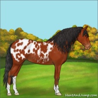 Horse Color:Bay Appaloosa 