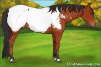 Horse Color:Bay Appaloosa 