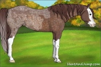 Horse Color:Chocolate Buckskin Ice Splash Appaloosa 