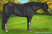Horse Color:Black  and Black 