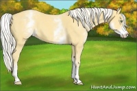 Horse Color:White Spotted Gold Cream Champagne