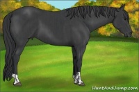 Horse Color:Black  and Black 