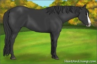 Horse Color:Black Splash