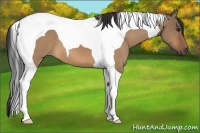 Horse Color:Bay Dun Tobiano 