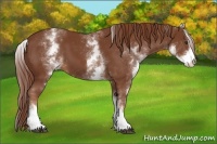 Horse Color:White Spotted Chestnut Sabino