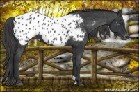 Horse Color:Black Appaloosa Rabicano 