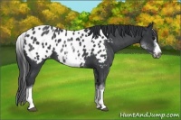 Horse Color:White Spotted Blue Roan Splash Frame Appaloosa 