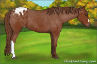 Horse Color:Gray Chestnut Appaloosa