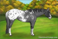 Horse Color:White Spotted Blue Roan Splash Frame Appaloosa