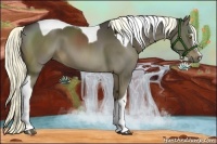 Horse Color:Liver Chestnut Sabino Tobiano 