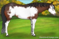 Horse Color:Bay Splash Frame 