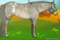 Horse Color:White Spotted Chocolate Palomino Roan Rabicano