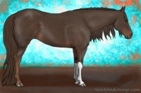 Horse Color:Liver Chestnut 
