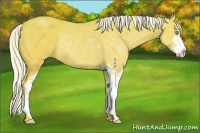 Horse Color:Silver Perlino Dun Sabino Rabicano 