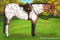 Horse Color:Bay Appaloosa 