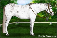 Horse Color:Liver Chestnut Sabino Rabicano