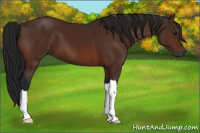 Horse Color:Gray Bay