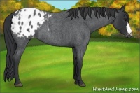 Horse Color:Blue Roan Appaloosa