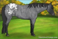 Horse Color:Blue Roan Appaloosa