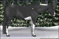 Horse Color:Black Splash Tobiano