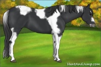Horse Color:Black Splash Tobiano Frame 