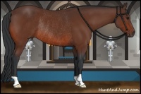 Horse Color:Bay Rabicano 