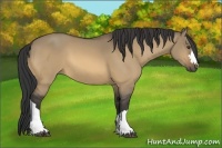 Horse Color:Buckskin Dun 