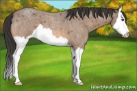 Horse Color:Buckskin Roan Splash 