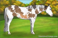 Horse Color:White Spotted Buckskin Splash 