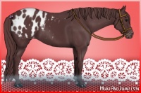 Horse Color:Chocolate Black Appaloosa