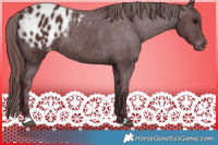 Horse Color:Chocolate Black Appaloosa