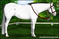 Horse Color:Black Splash Appaloosa 