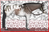 Horse Color:White Spotted Brown Appaloosa 