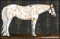 Horse Color:Silver Amber Champagne Roan Splash Near Leopard 