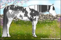 Horse Color:White Spotted Black Sabino Splash Rabicano