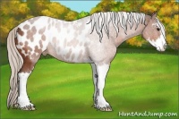 Horse Color:Silver Bay Roan Sabino Appaloosa 