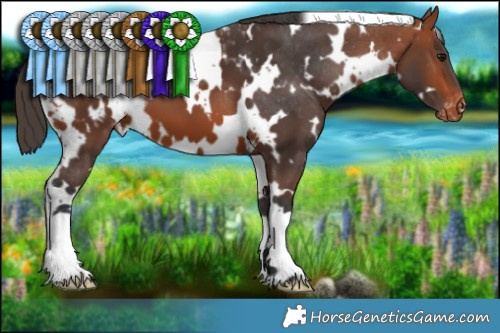 Horse Color:White Spotted Bay Blanket 