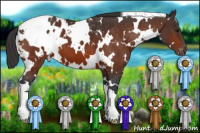 Horse Color:White Spotted Bay Appaloosa 