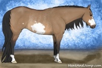 Horse Color:Bay Dun Frame Rabicano 