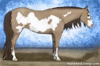 Horse Color:Classic Champagne Roan Frame 