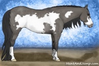 Horse Color:Grullo Frame Rabicano 