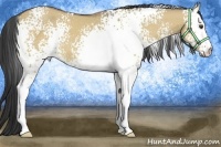 Horse Color:White Spotted Buckskin Dun 