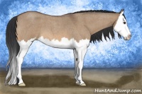 Horse Color:Bay Roan Dun Sabino Splash
