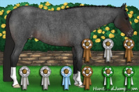 Horse Color:Gray Brown Roan Appaloosa 