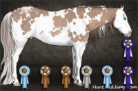 Horse Color:Gray White Spotted Perlino Splash Appaloosa Rabicano