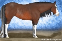Horse Color:Bay Splash Rabicano