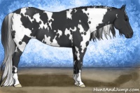 Horse Color:White Spotted Black 